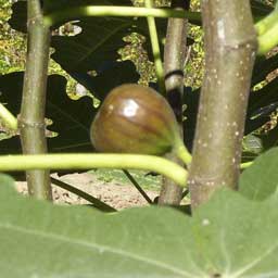 Fig