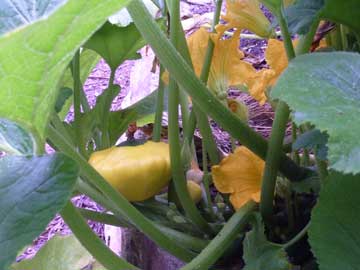 squash on plant